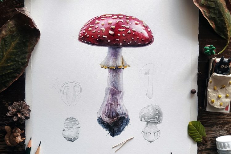 David Bou精致的植物水彩插画