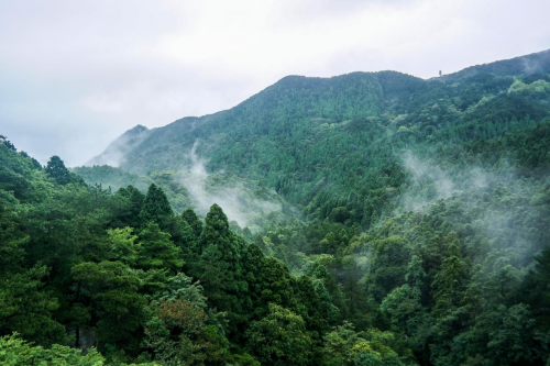 实木地板销量六连冠，大自然家居做对了什么？